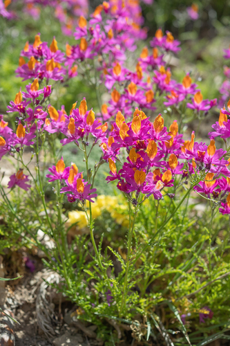 Schizanthus grahamii, photograph 4