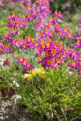 (c) Morten Ross, some rights reserved (CC BY) Schizanthus grahamii, photograph (c) Morten Ross, some rights reserved (CC BY)
