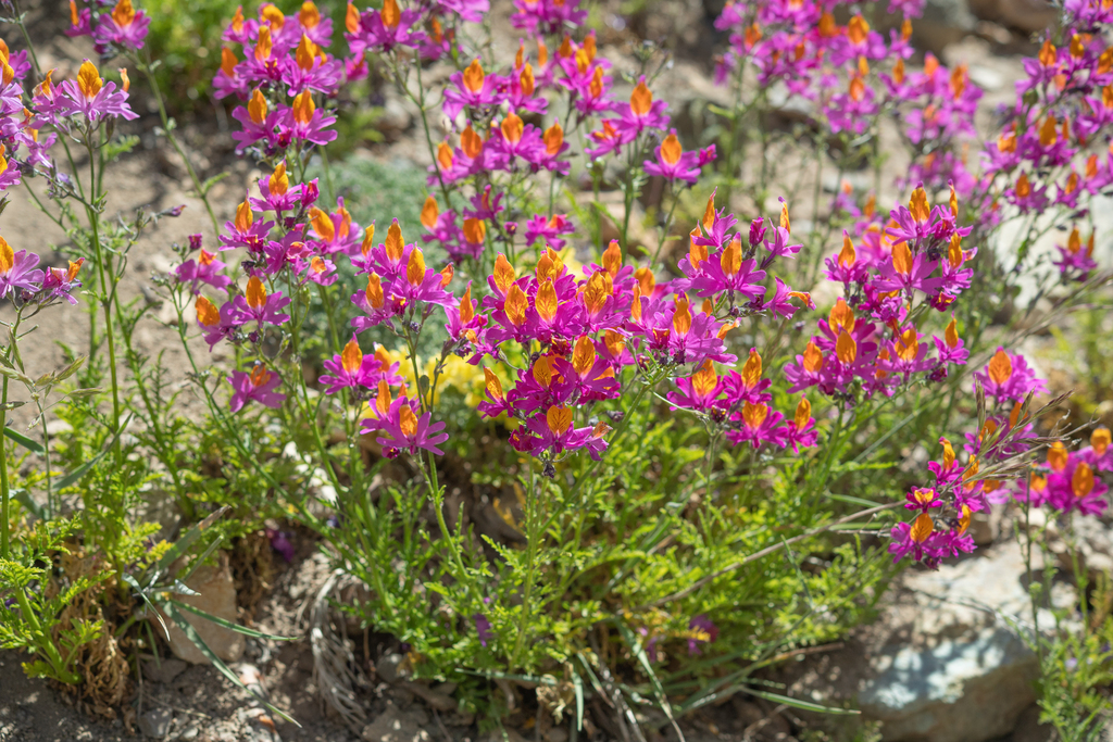 Schizanthus grahamii; photograph (c) Morten Ross, some rights reserved (CC BY)