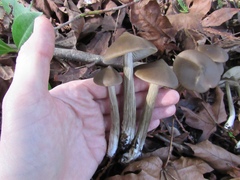 Entoloma holoconiotum