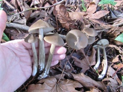 Entoloma holoconiotum