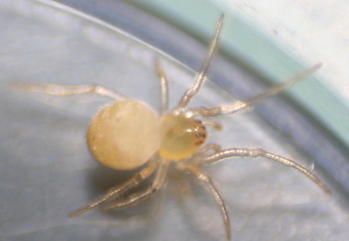 Sputnik Spider