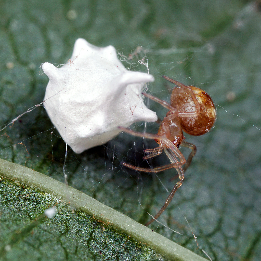 Sputnik Spider