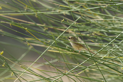 Delicate Prinia (Prinia lepida), photo 1