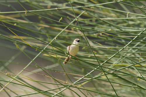 Delicate Prinia (Prinia lepida), photo 2