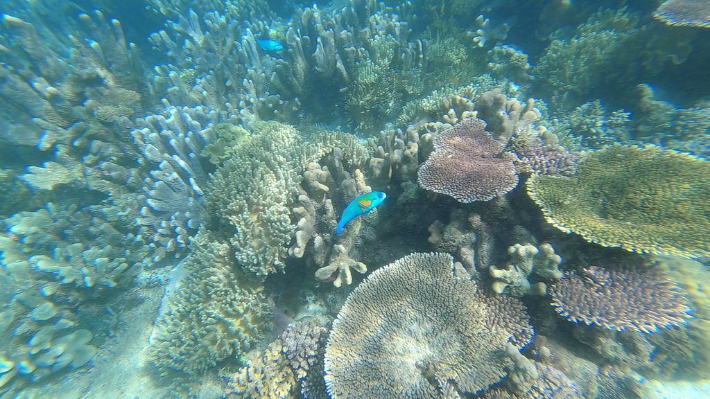 Bower's Parrotfish