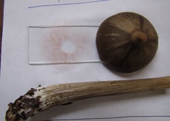 Entoloma holoconiotum