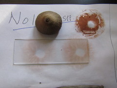 Entoloma holoconiotum