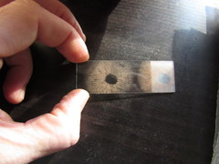 Entoloma holoconiotum