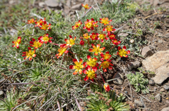 Calandrinia caespitosa, photograph (c) Morten Ross, some rights reserved (CC BY)