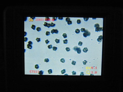 Entoloma holoconiotum