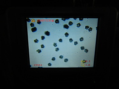 Entoloma holoconiotum