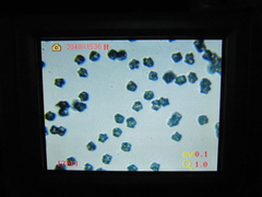 Entoloma holoconiotum