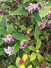 Daphne odora marginata