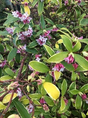 Daphne odora marginata