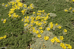 Oxalis erythrorhiza, photograph Morten Ross, CC BY, iNaturalist via GBIF