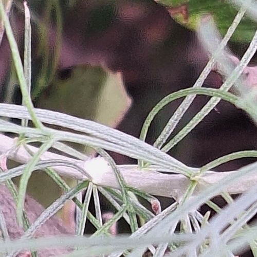 Unknown species found near Rolling Hills Estates, CA, USA