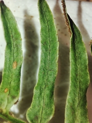 Polystichum falcinellum, photograph (c) K.P., some rights reserved (CC BY)