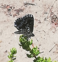 Lepidochrysops methymna methymna