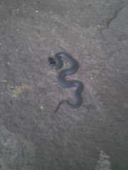 Macroprotodon brevis ibericus