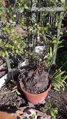 Dioscorea elephantipes