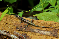 Emoia cyanura