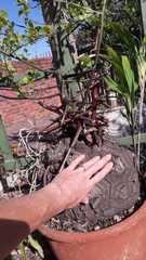 Dioscorea elephantipes