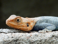 Agama dodomae