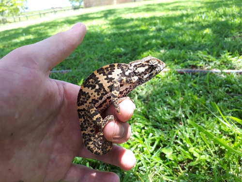Flap-necked Chameleon, photo 9 of 10