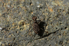 Polyrhanis vitiensis