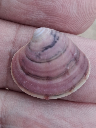 Clausinella fasciata