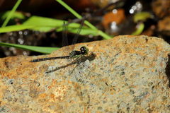 Hypothemis hageni