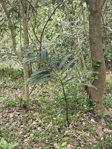 Stangeria eriopus, photograph 3