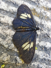 Altinote ozomene nox