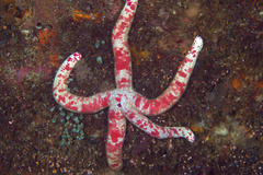 Leiaster
