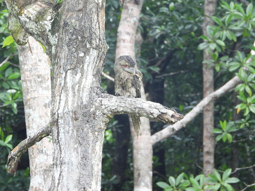 Papuan Frogmouth (Podargus papuensis), photo 4