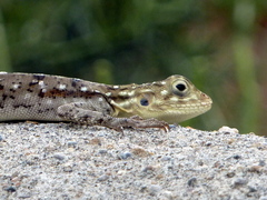 Agama dodomae