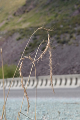 Elymus sibiricus