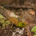 Malayan Mountain Horned Agamid - Photo (c) Ru, some rights reserved (CC BY-NC), uploaded by Ru