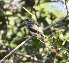 Picumnus albosquamatus