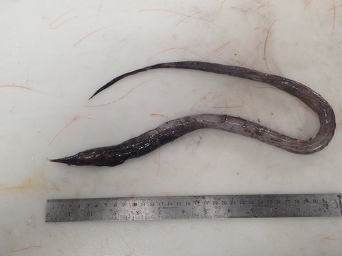 Stout sawpalate (Serrivomer beanii) — Serrivomeridae