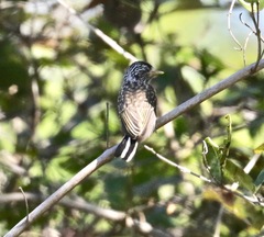 Picumnus albosquamatus