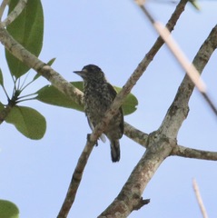 Picumnus albosquamatus