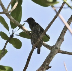 Picumnus albosquamatus
