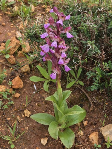Anacamptis cyrenaica