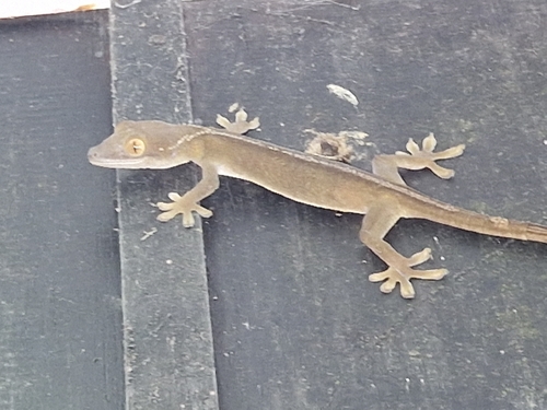 Gekko vittatus