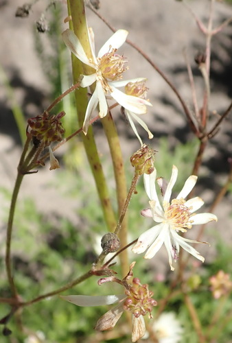 Image of Knowltonia filia by (c) Nicola van Berkel, some rights reserved (CC BY-SA)