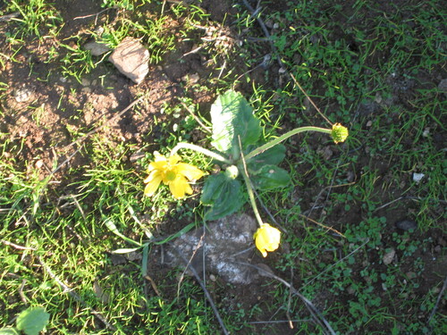 Ranunculus bullatus, photograph 4