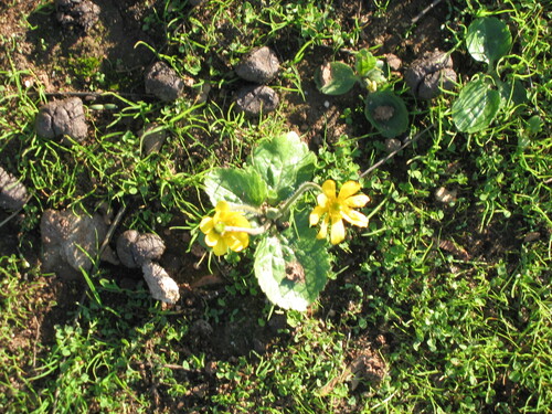 Ranunculus bullatus, photograph 3