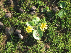 Ranunculus bullatus, photograph (c) zebedeugalinha, some rights reserved (CC BY)